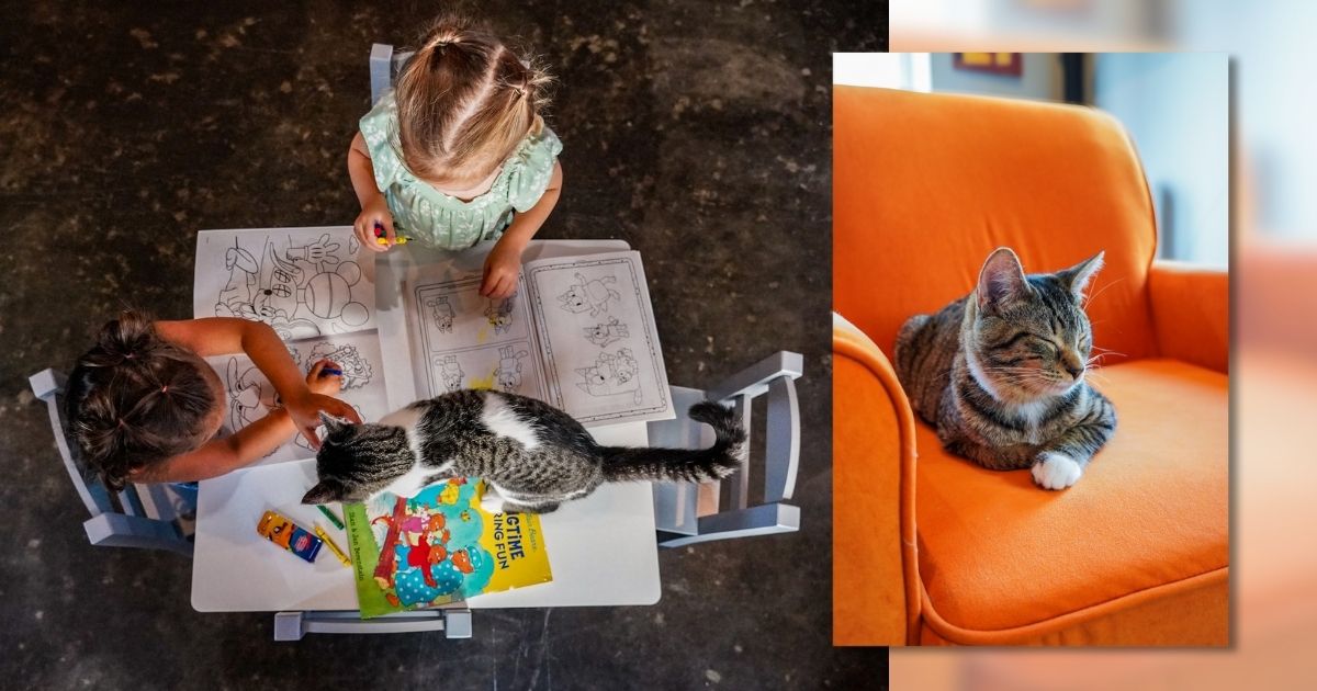 WMW WhiskerRoom Web2