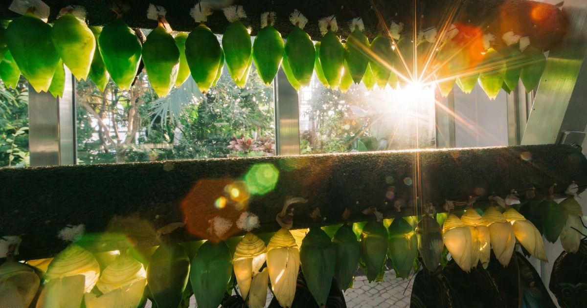 WMW SpringTakesFlight Web3