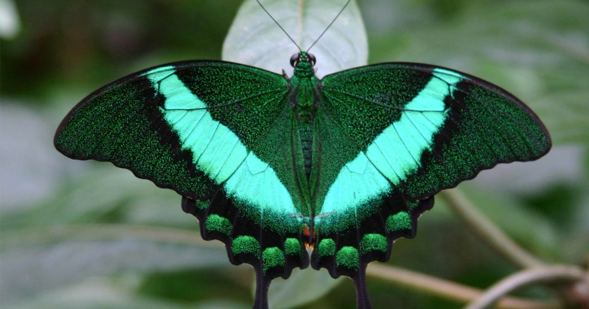 enjoy-blooming-butterflies-web