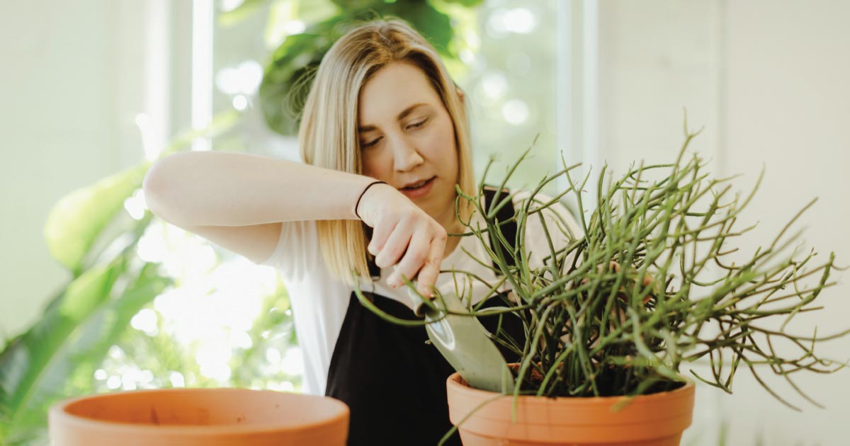 Can Houseplants Help Fight the Winter Blues?