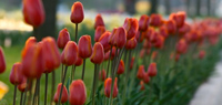 Tulips1