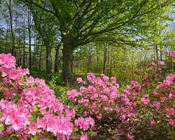MeijerGarden