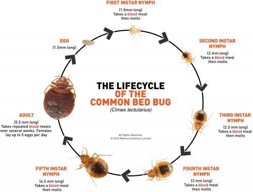 Spaces-Bed Bugs