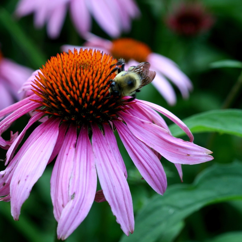 Wellness-Echinacea Cropped